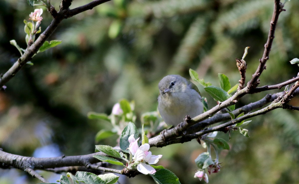 Tennessee Warbler - Jay McGowan