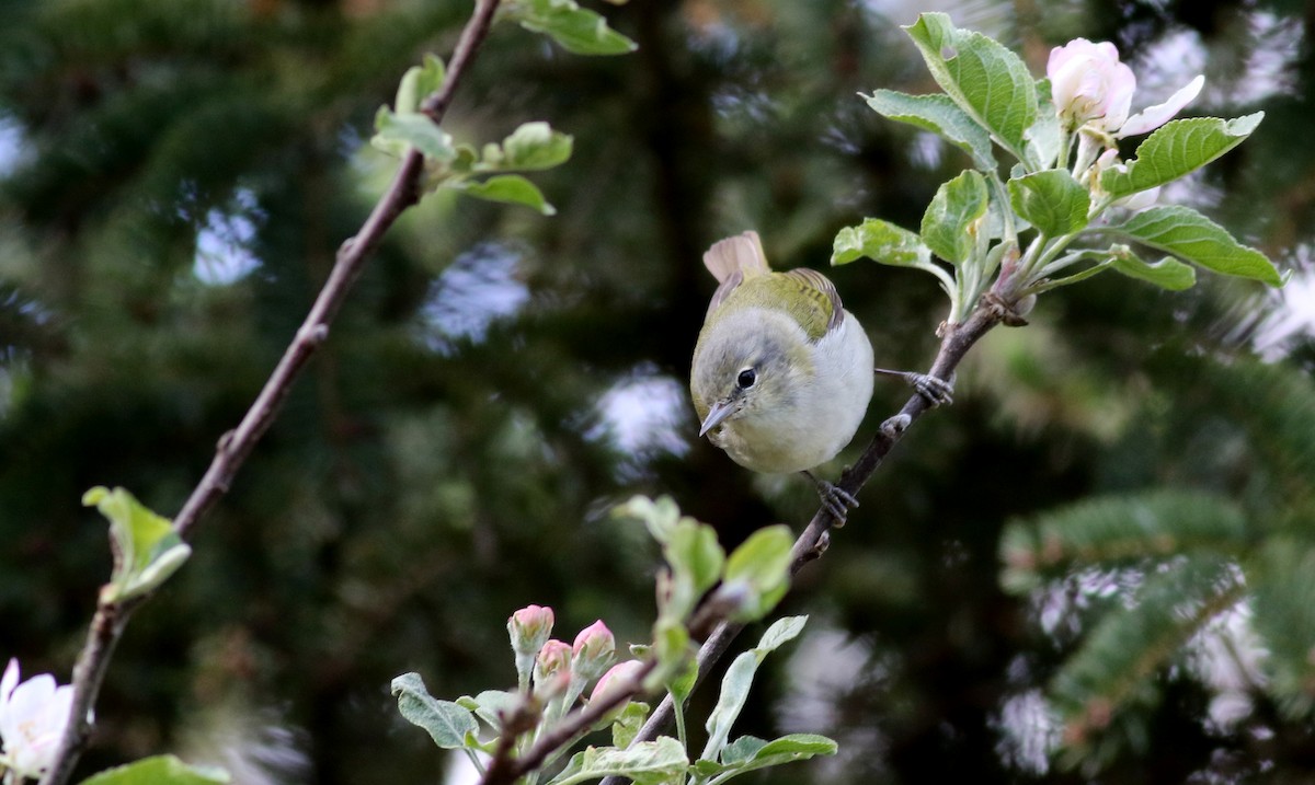 Tennessee Warbler - Jay McGowan