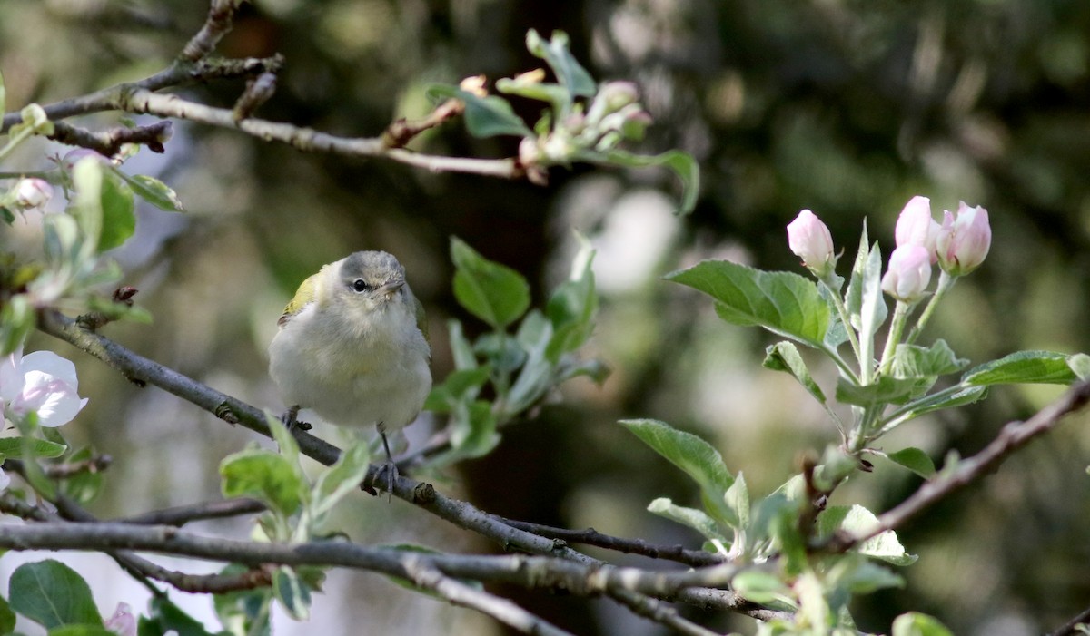 Tennessee Warbler - ML29289261