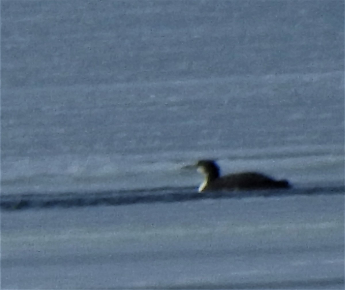 Plongeon huard - ML292892971