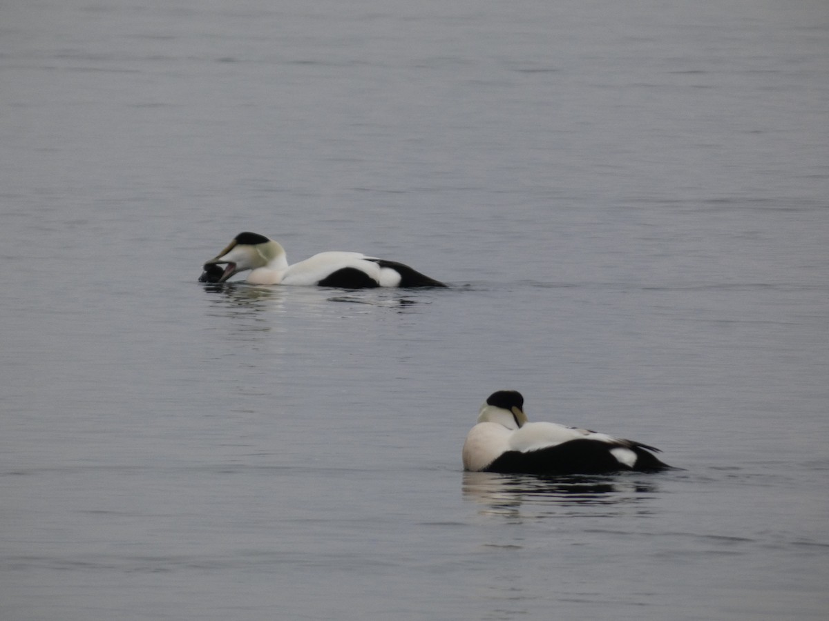 Common Eider - ML292893621