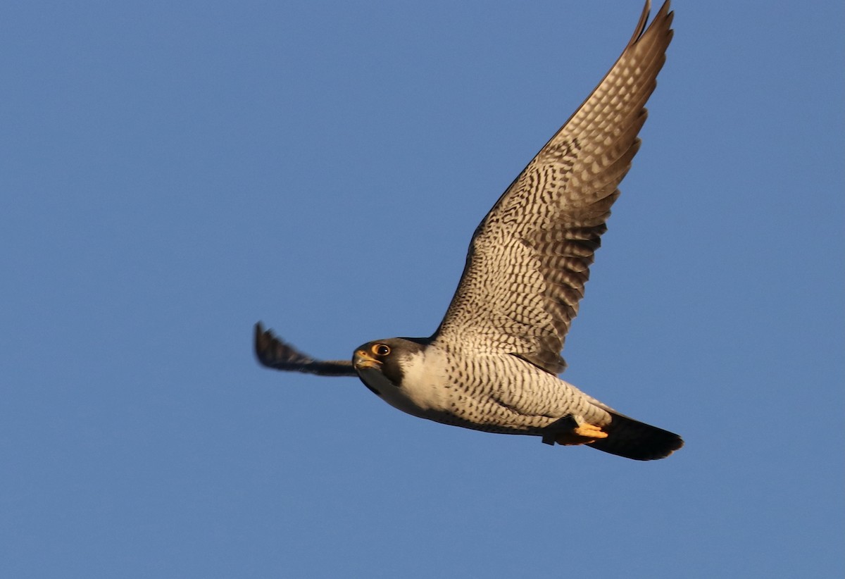 Peregrine Falcon - ML292894371