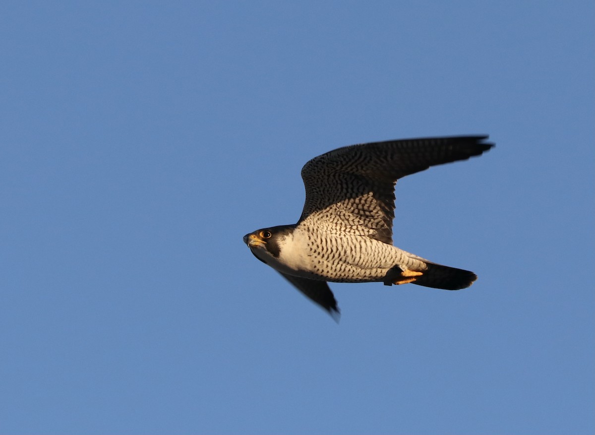 Peregrine Falcon - ML292894421