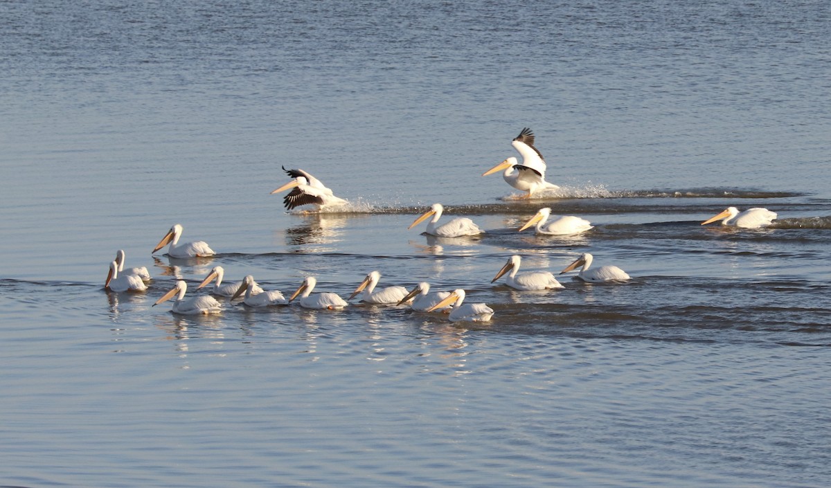 American White Pelican - ML292894981