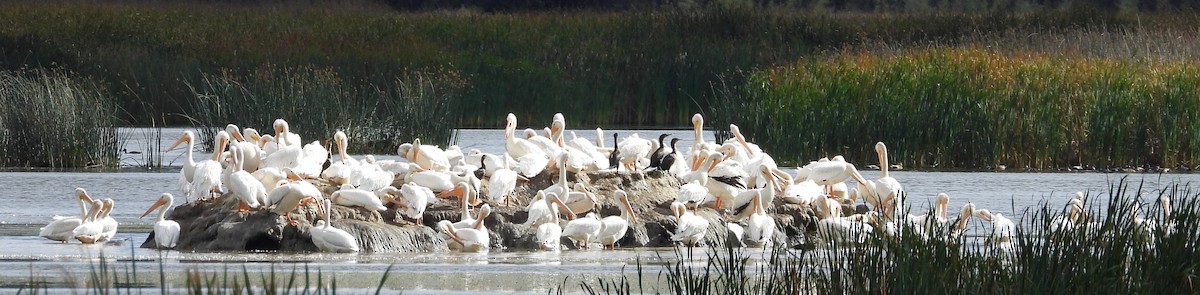 American White Pelican - ML292895221
