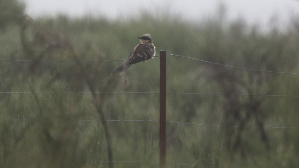 Great Spotted Cuckoo - Daniel Jauvin