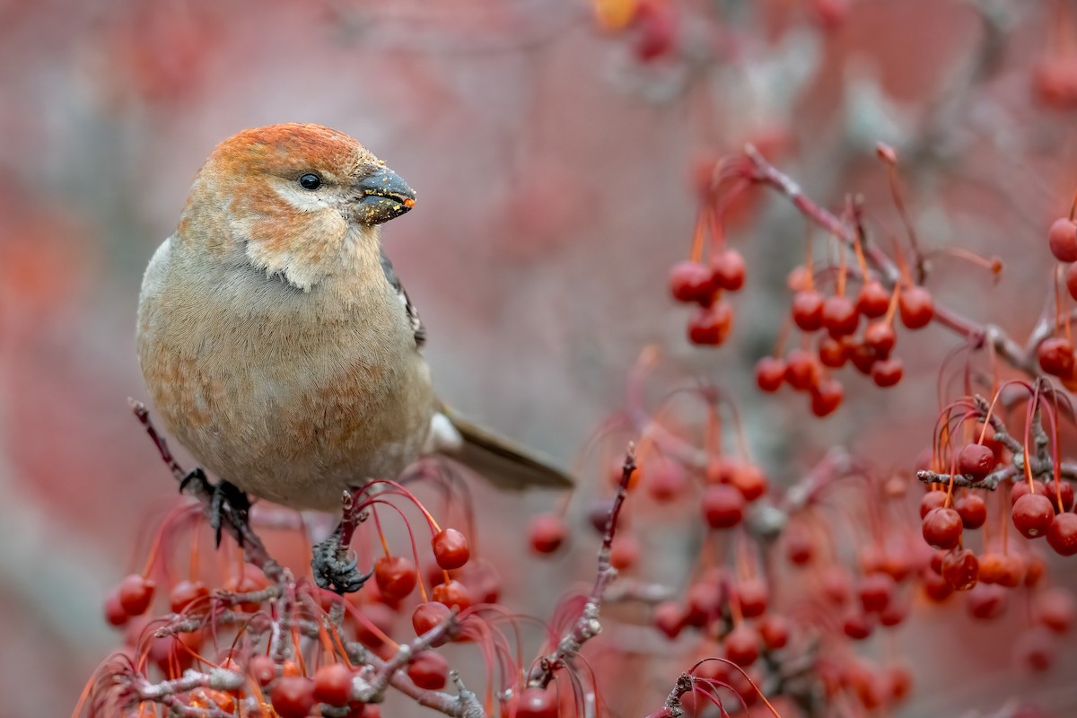 Pine Grosbeak - ML292898661