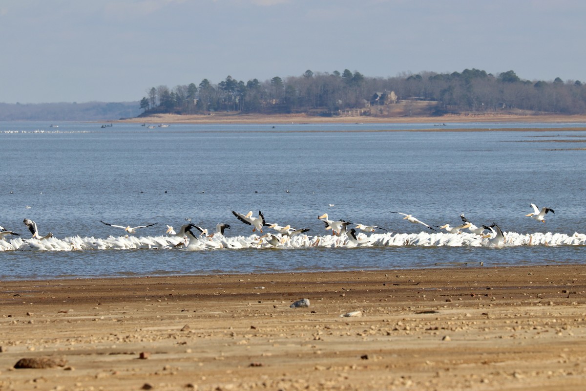 American White Pelican - ML292899351