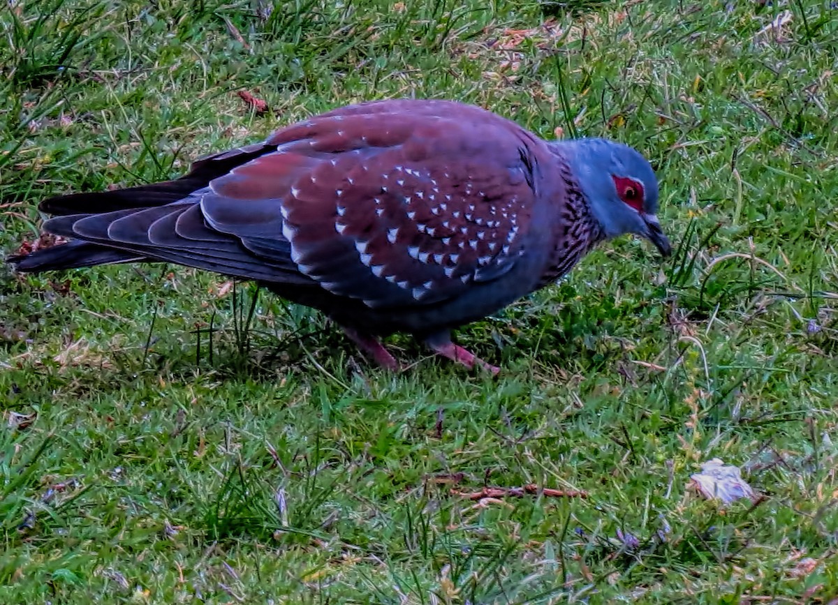Pigeon roussard - ML292900041