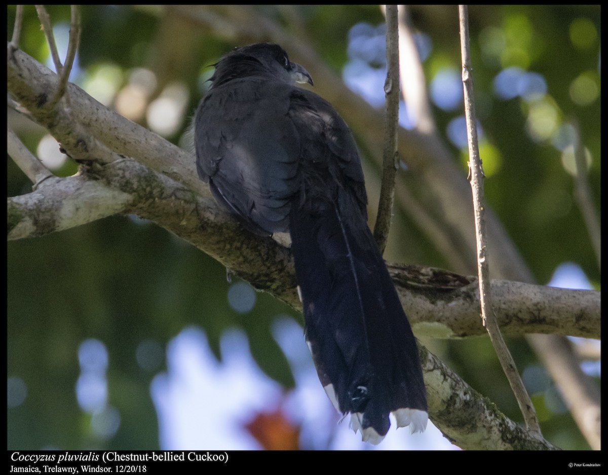Chestnut-bellied Cuckoo - ML292902531