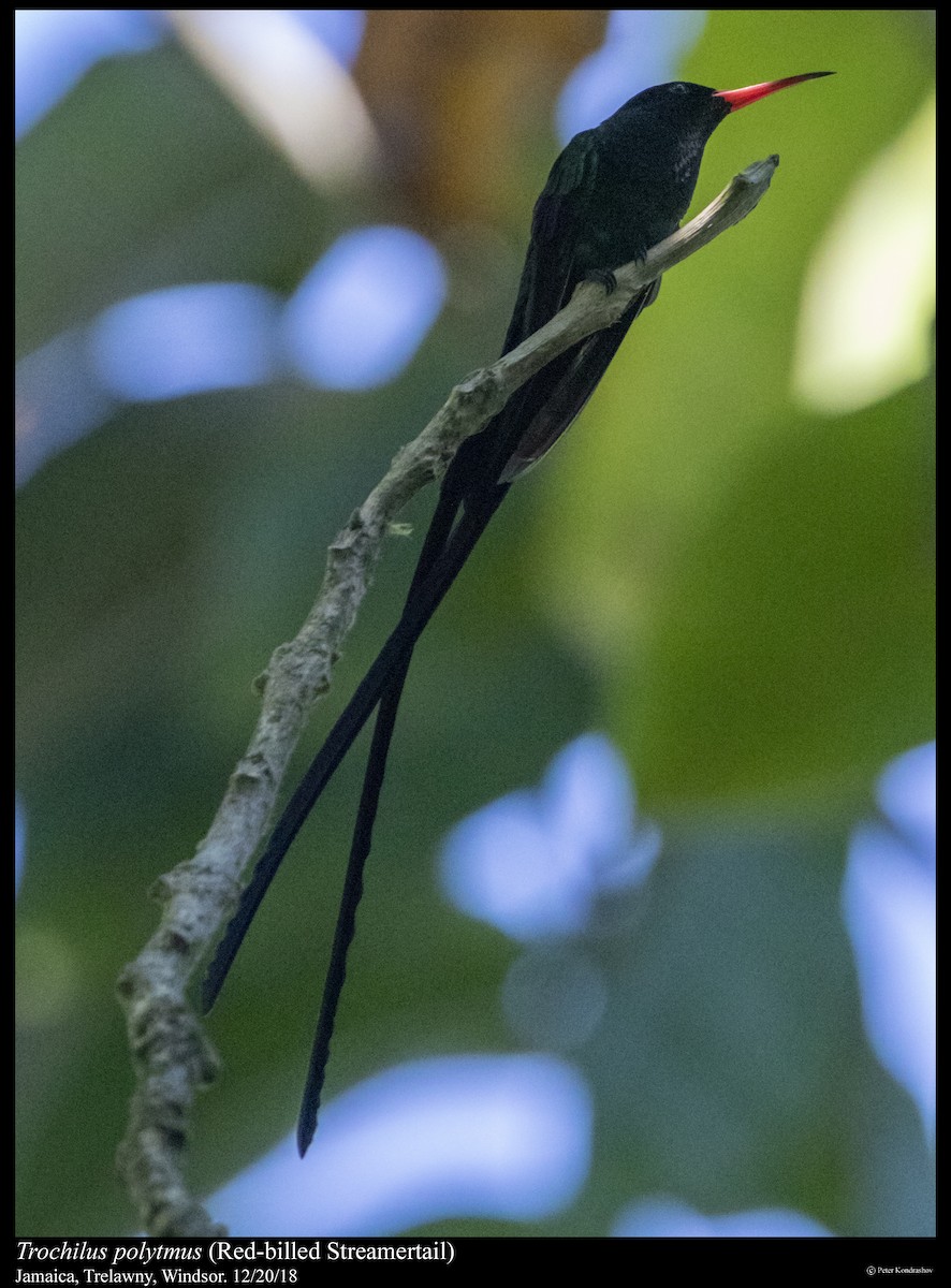 Red-billed Streamertail - ML292902551