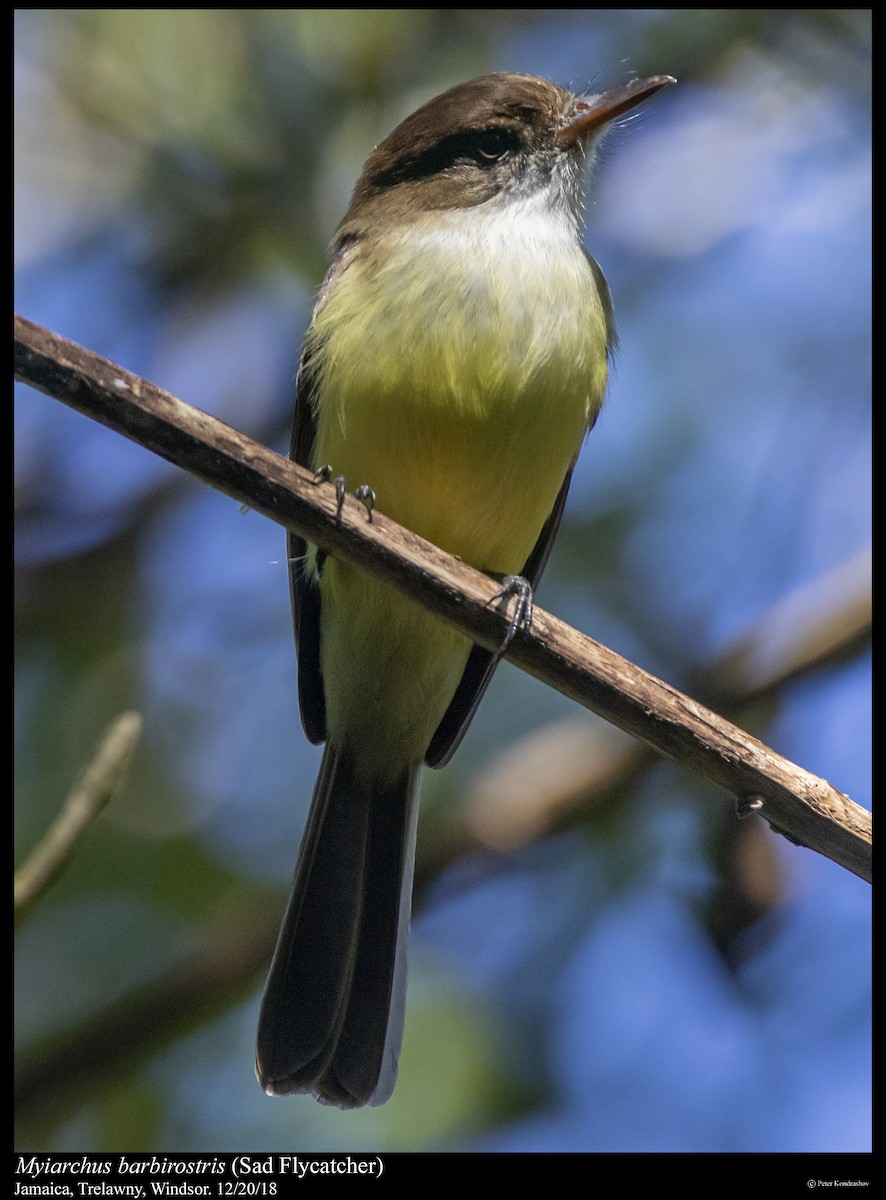 Sad Flycatcher - ML292902601