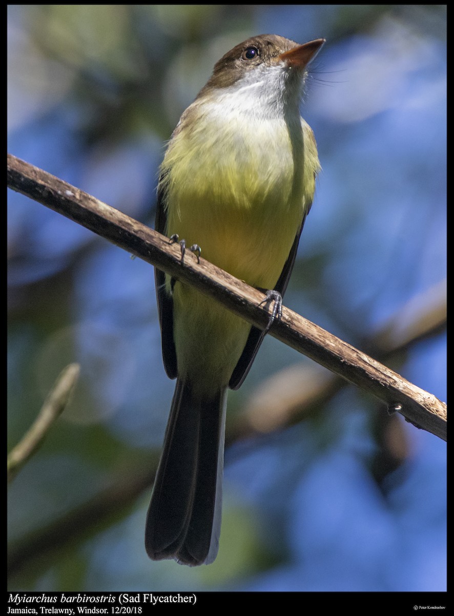 Sad Flycatcher - ML292902611