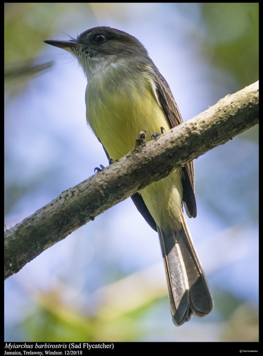 Sad Flycatcher - ML292902621