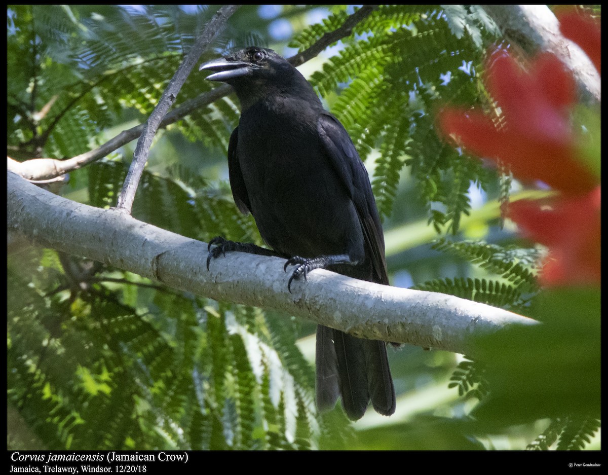 Jamaican Crow - ML292902651
