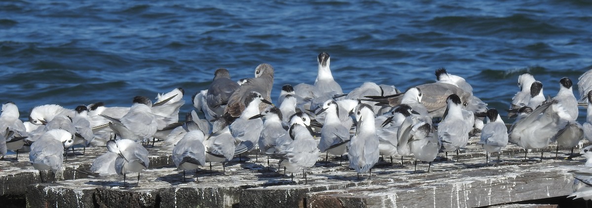 Sandwich Tern (Cabot's) - ML292902661