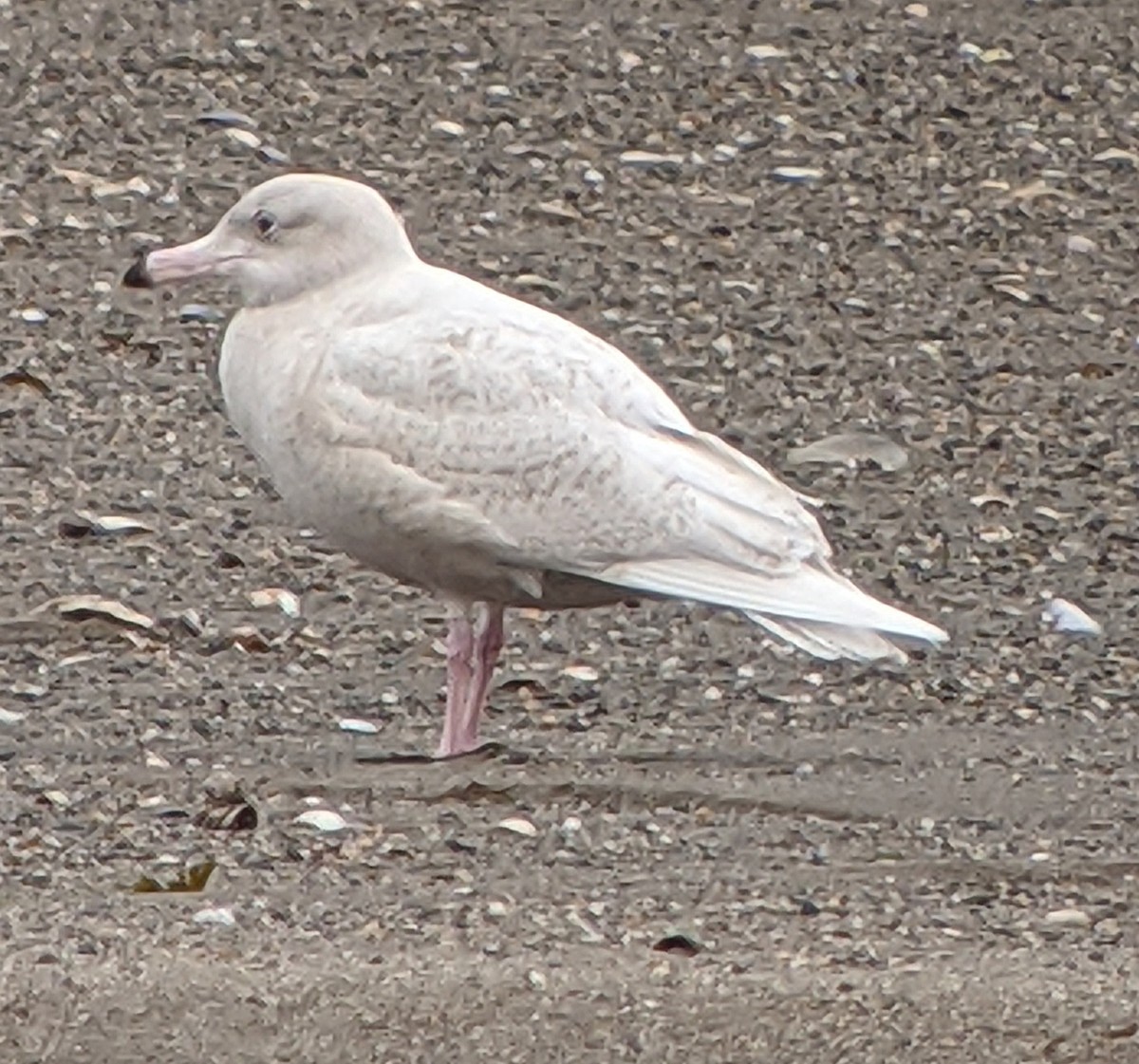 Glaucous Gull - ML292903201