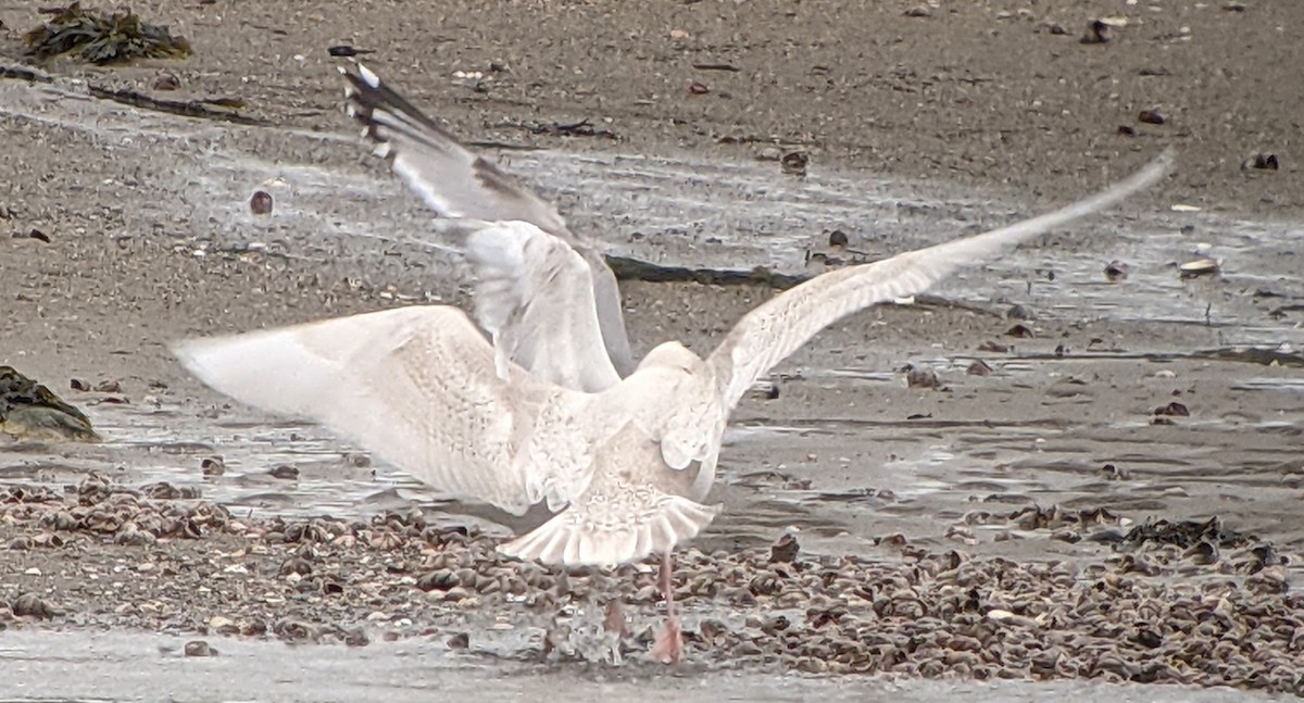 Glaucous Gull - ML292903321