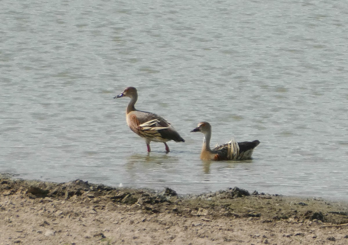 Plumed Whistling-Duck - ML292905211