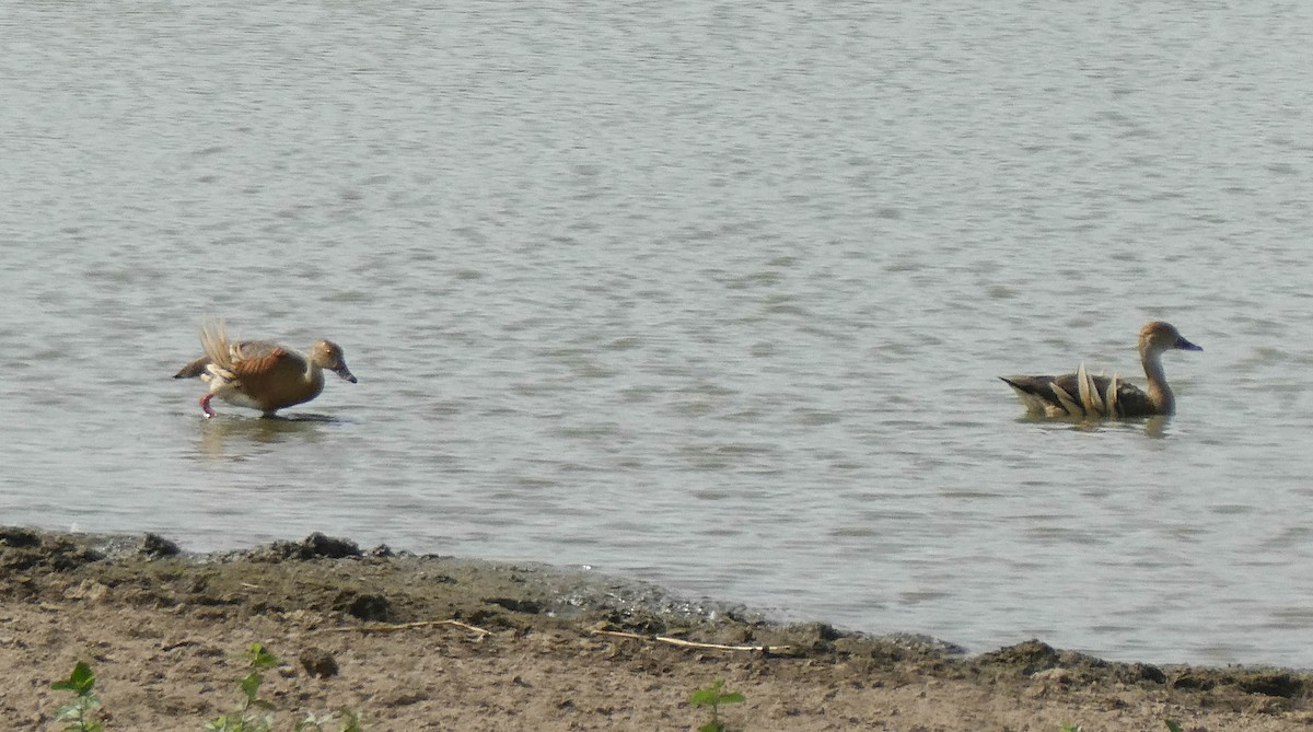 Plumed Whistling-Duck - ML292905221