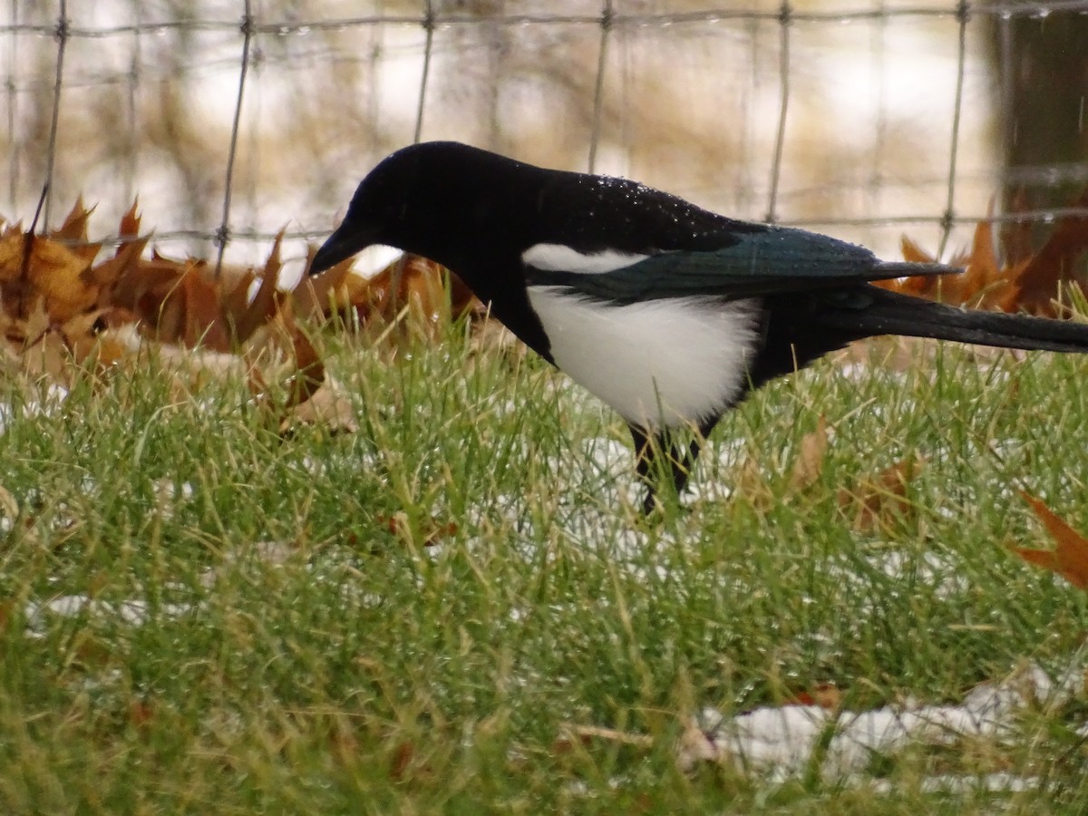 Mika iparramerikarra - ML292905921