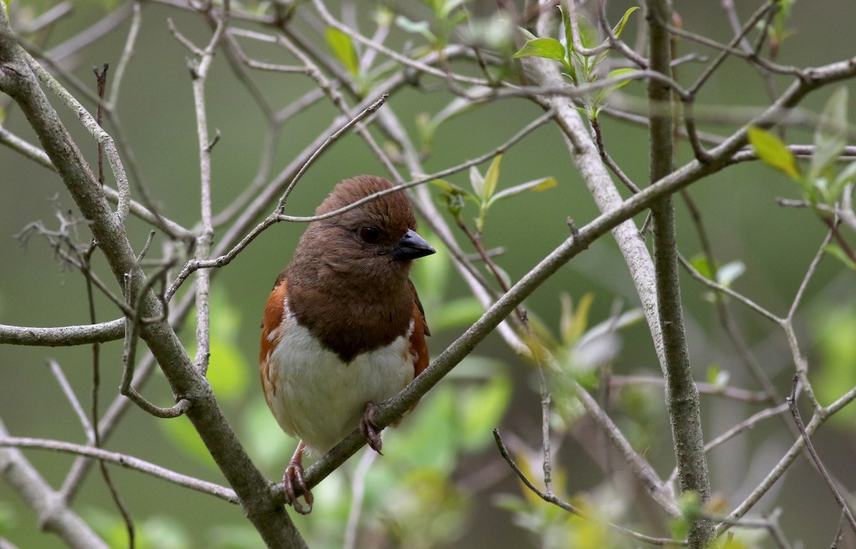 Eastern Towhee - ML29290821