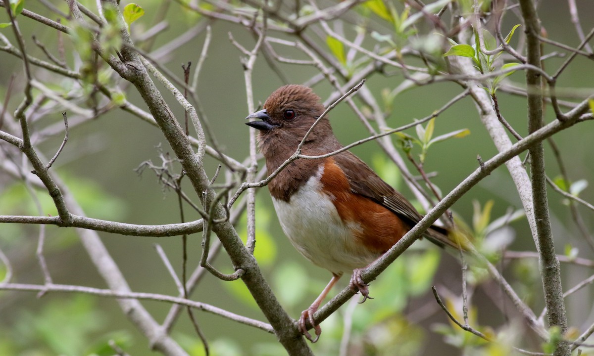 Eastern Towhee - ML29290891