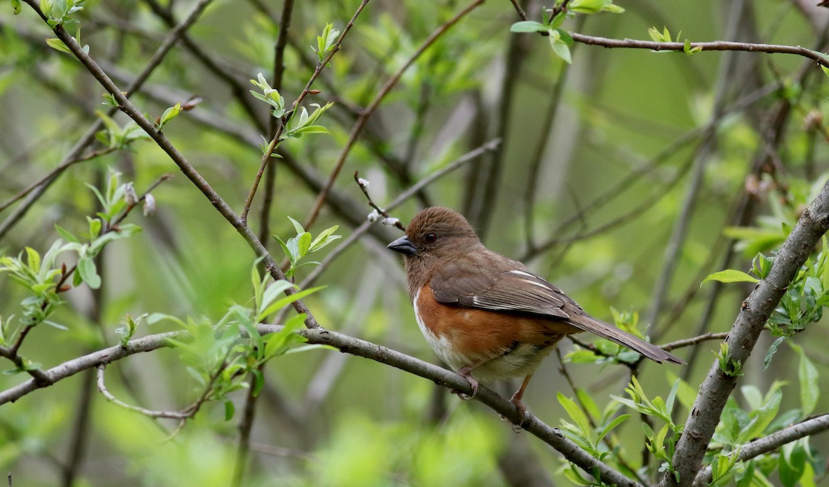Eastern Towhee - Jay McGowan