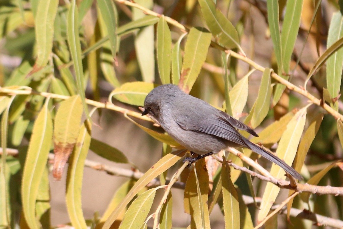 Bushtit - ML292910241