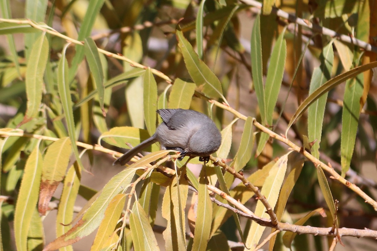 Bushtit - ML292910251