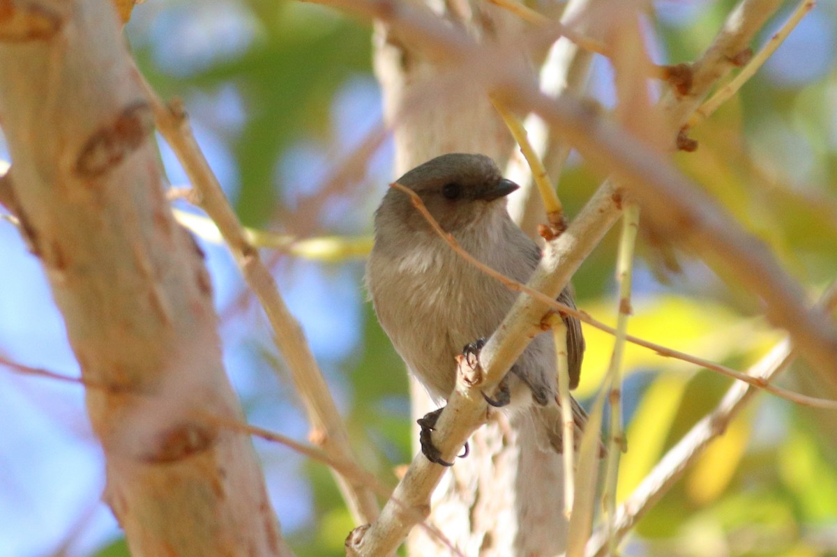 Bushtit - ML292910271