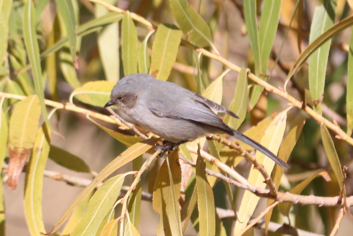 Bushtit - ML292910291
