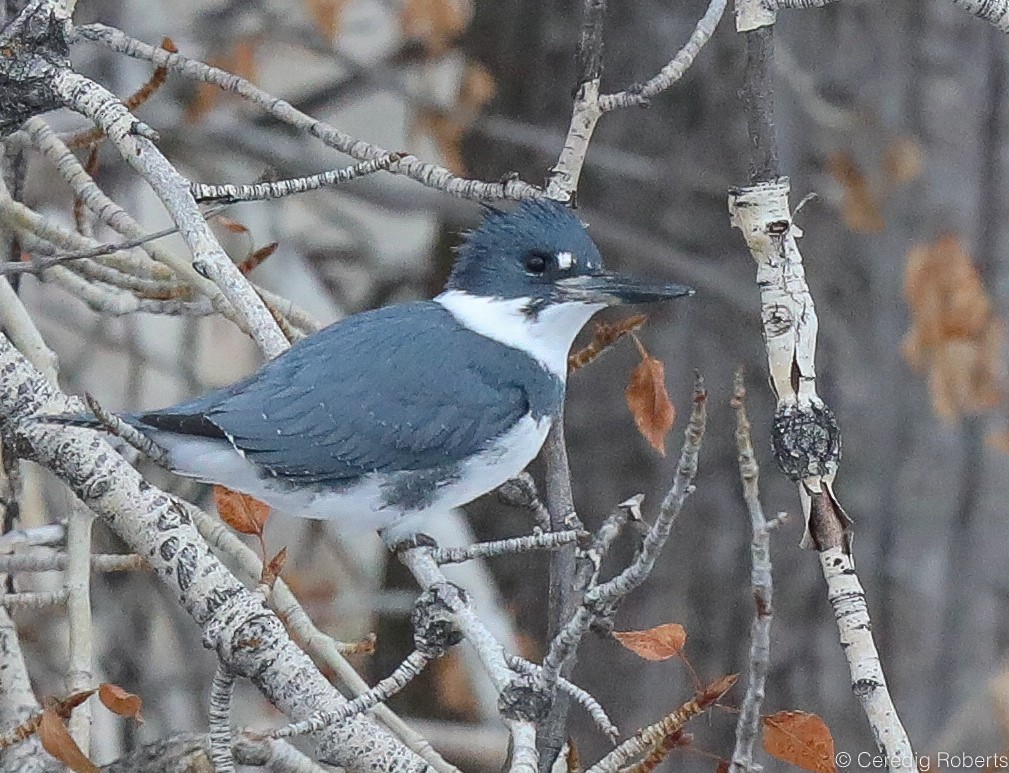 Belted Kingfisher - ML292912401