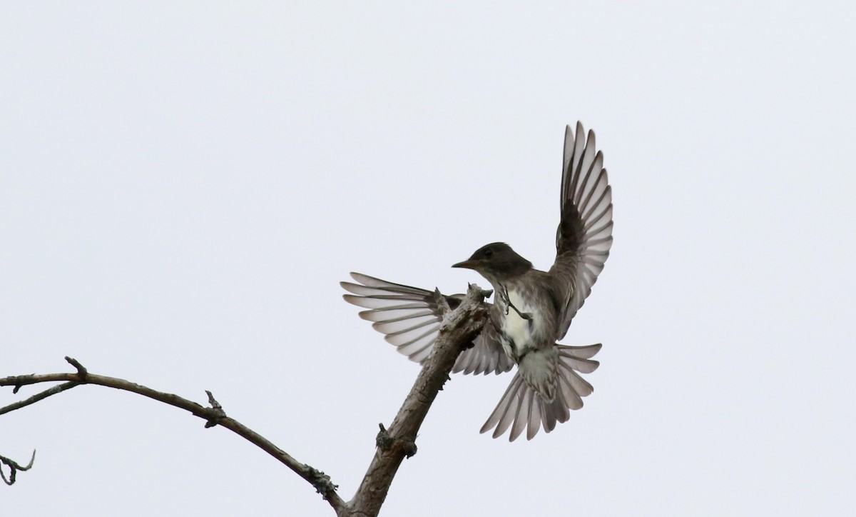 Olive-sided Flycatcher - ML29291341