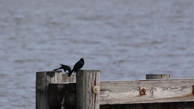 Boat-tailed Grackle (torreyi/alabamensis) - ML292913971