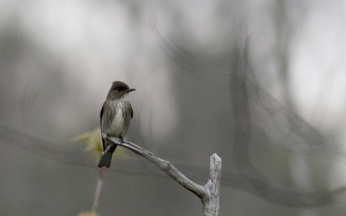 Olive-sided Flycatcher - ML29291421