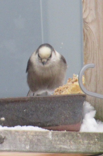 Canada Jay - ML292915731