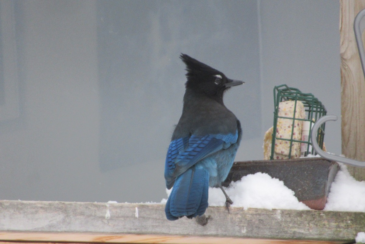 Steller's Jay - ML292915881