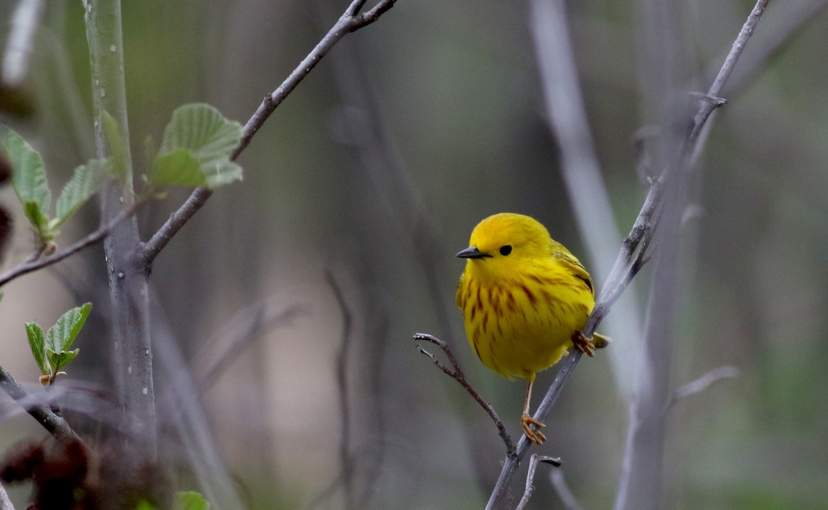 Yellow Warbler (Northern) - ML29291911