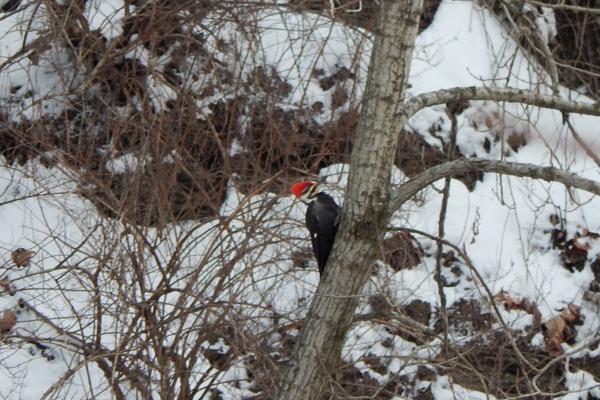 Pileated Woodpecker - ML292919741