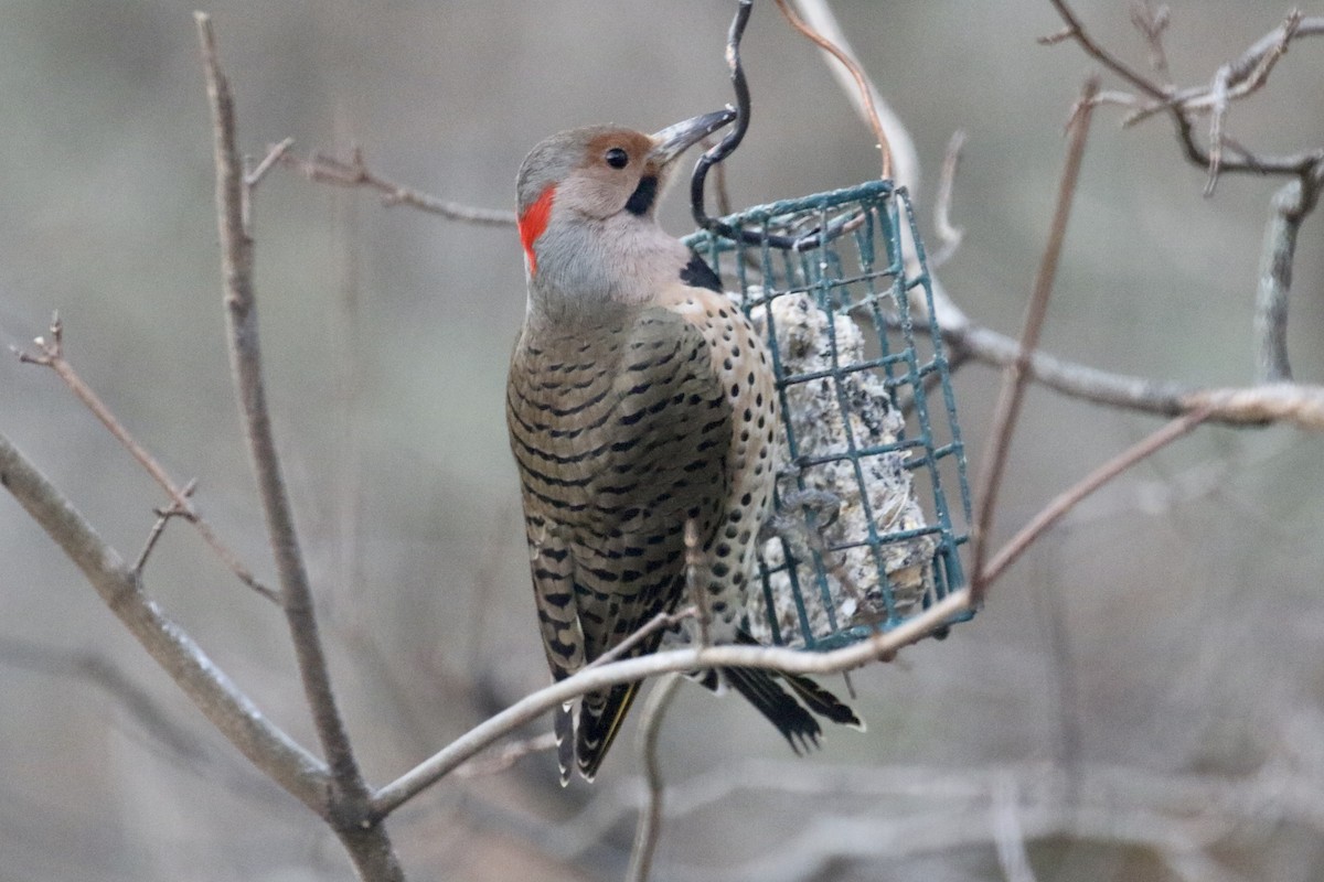 Northern Flicker - Glen Chapman