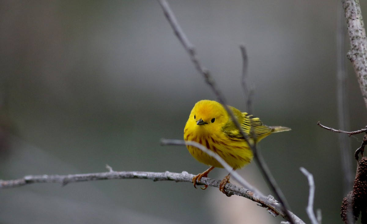 Yellow Warbler (Northern) - Jay McGowan