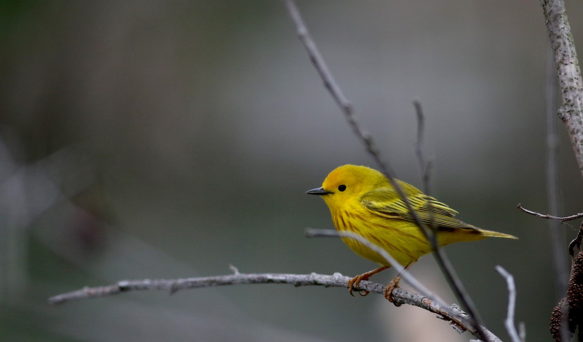 Yellow Warbler (Northern) - Jay McGowan