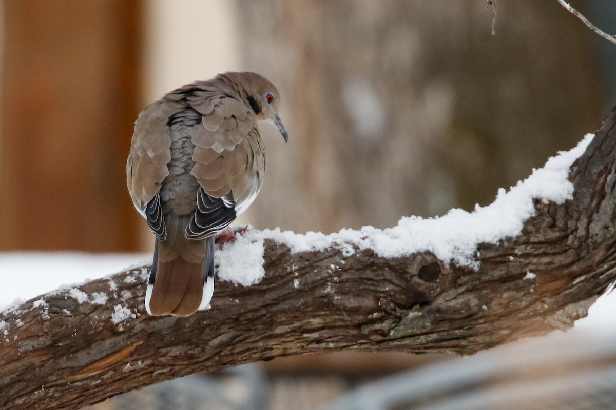 White-winged Dove - ML292921571