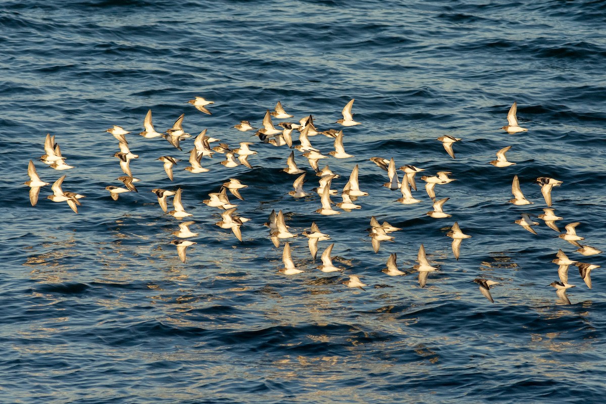 Dunlin - Linnaea Wright