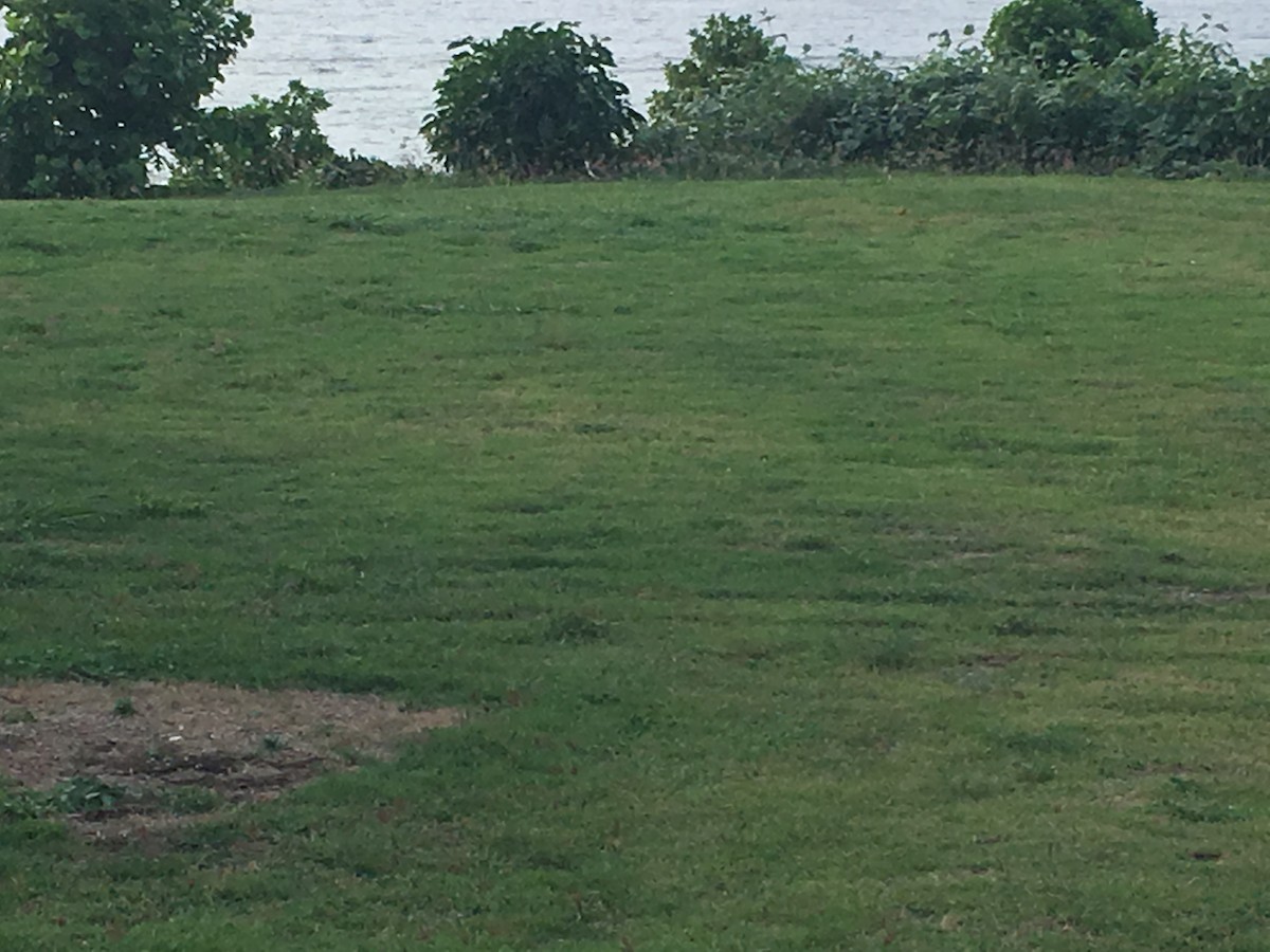 Masked Lapwing - ML292925121