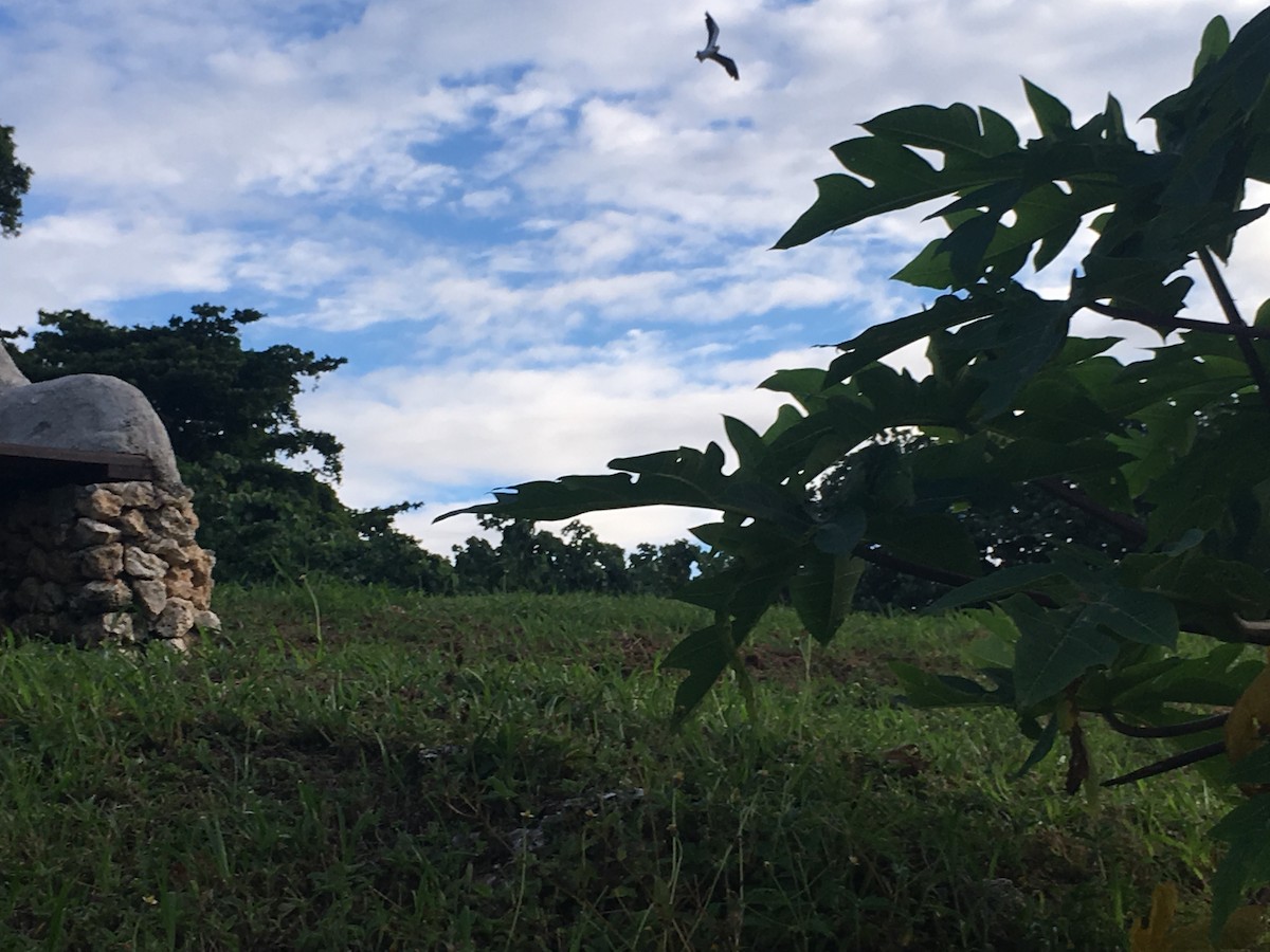 Masked Lapwing - ML292925521