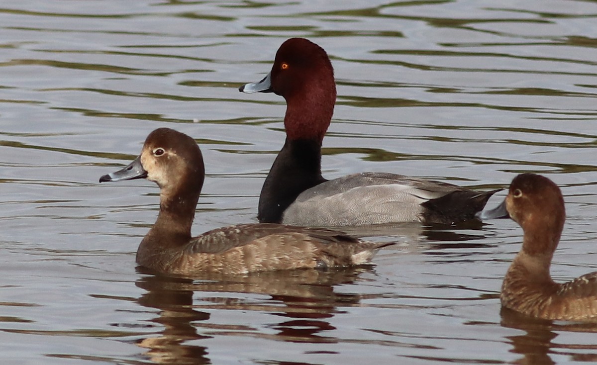 Redhead - Gary Leavens