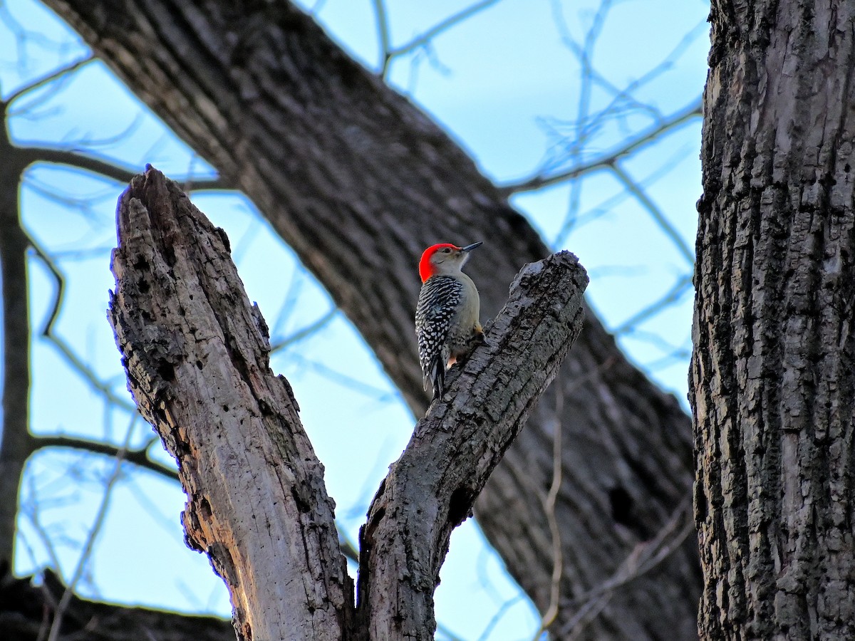 Red-bellied Woodpecker - ML292926611