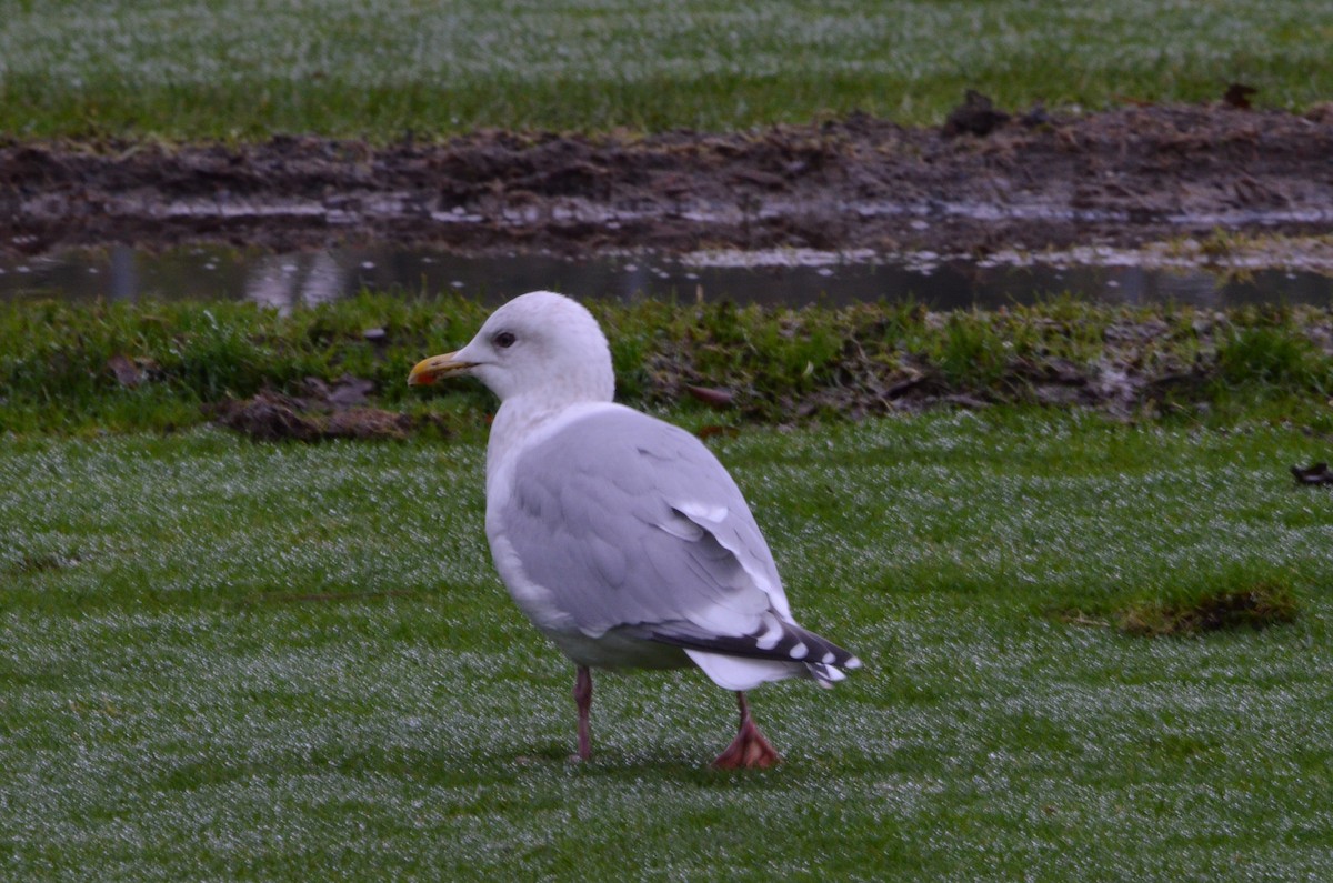 Iceland Gull (Thayer's) - ML292926721